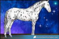 Horse Color:Brown Appaloosa 