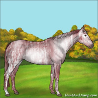 Horse Color:Gray Watercolor Liver Chestnut Ice Rabicano 