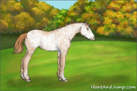 Horse Color:Gold Champagne Pearl Rabicano and Gold Champagne Pearl Frame Rabicano