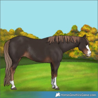 Horse Color:Liver Chestnut Rabicano 