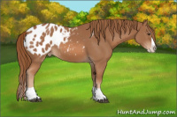 Horse Color:Chestnut Splash Appaloosa