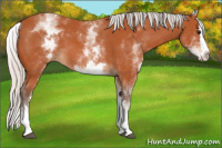 Horse Color:White Spotted Silver Bay Splash 