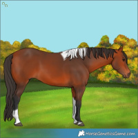 Horse Color:Bay Tobiano 