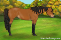 Horse Color:Gray Buckskin 