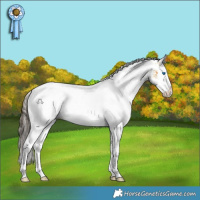 Horse Color:White Spotted Buckskin Splash Rabicano 