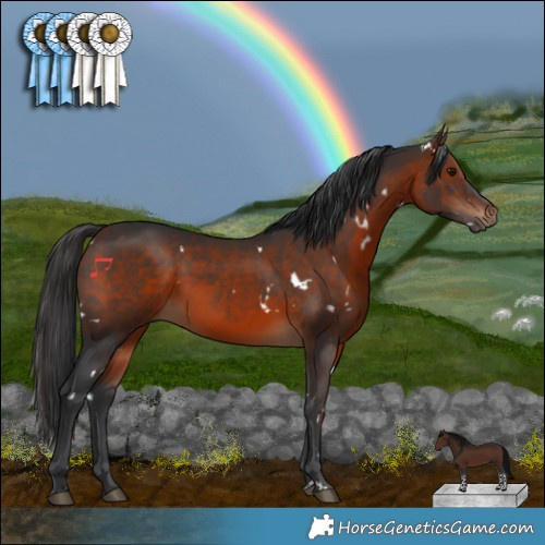 Horse Color:White Spotted Brown Rabicano 