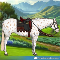 Horse Color:Chestnut Near Leopard