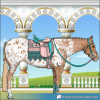 Horse Color:Chestnut Appaloosa