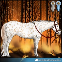 Horse Color:Red Dun Leopard