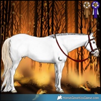 Horse Color:Chestnut Appaloosa 