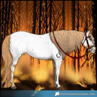 Horse Color:Chestnut Appaloosa