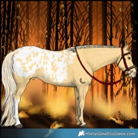 Horse Color:Palomino Appaloosa 