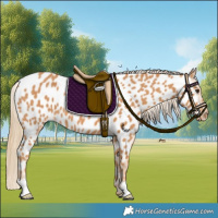 Horse Color:Chestnut Near Leopard 
