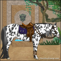 Horse Color:Black Appaloosa