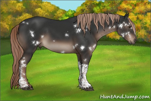 Horse Color:White Spotted Liver Chestnut Tobiano Rabicano 