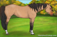 Horse Color:Bay Dun and Bay Dun