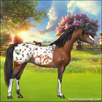 Horse Color:Bay Appaloosa 