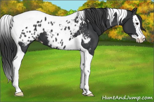 Horse Color:Black Splash Tobiano Appaloosa 