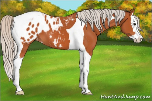 Horse Color:Silver Bay Splash Tobiano Appaloosa 