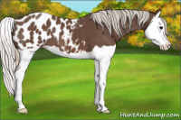Horse Color:Silver Black Splash Appaloosa