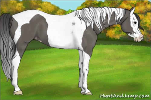 Horse Color:Grullo Splash Tobiano Appaloosa