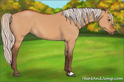 Horse Color:Silver Bay Dun