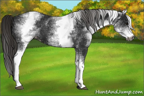 Horse Color:Gray White Spotted Smoky Black Sabino Appaloosa