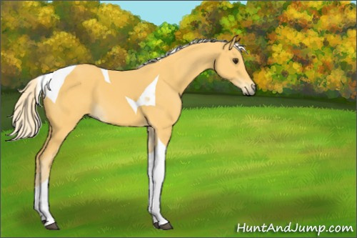 Horse Color:Palomino Tobiano