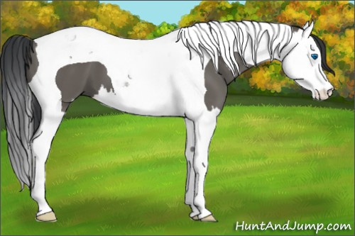 Horse Color:Grullo Splash Tobiano