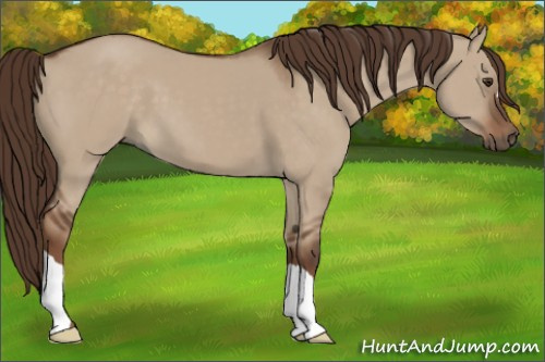 Horse Color:Liver Red Dun
