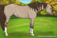 Horse Color:Liver Red Dun 