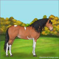 Horse Color:Bay Tobiano Rabicano 