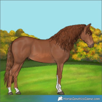 Horse Color:Chestnut Tobiano Rabicano