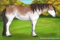 Horse Color:White Spotted Bay Tobiano Rabicano 