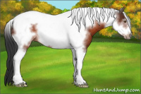 Horse Color:Brown Tobiano Frame Rabicano 