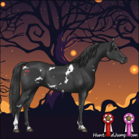 Horse Color:White Spotted Black Tobiano Rabicano 