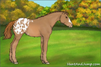 Horse Color:Chestnut Appaloosa 