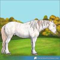 Horse Color:Sable Cream Champagne Pearl Sabino Tobiano Appaloosa Rabicano 