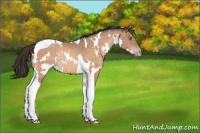 Horse Color:White Spotted Sable Champagne Tobiano Rabicano 