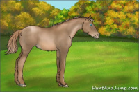 Horse Color:Gray Chocolate Palomino Pearl 