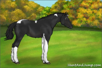 Horse Color:Gray Brown Tobiano 
