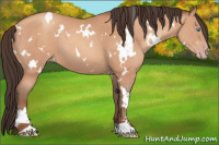 Horse Color:White Spotted Sable Champagne 