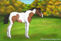 Horse Color:Bay Tobiano Rabicano 