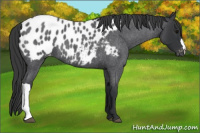 Horse Color:Blue Roan Near Leopard 