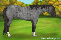 Horse Color:Liver Red Roan 