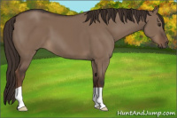 Horse Color:Liver Red Dun 