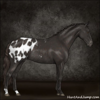 Horse Color:Liver Chestnut Appaloosa Rabicano 
