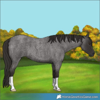 Horse Color:Liver Red Roan 