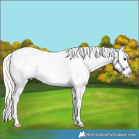 Horse Color:Silver Bay Appaloosa 