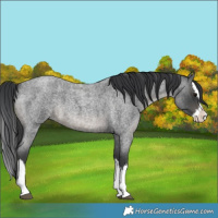 Horse Color:Blue Roan Splash 